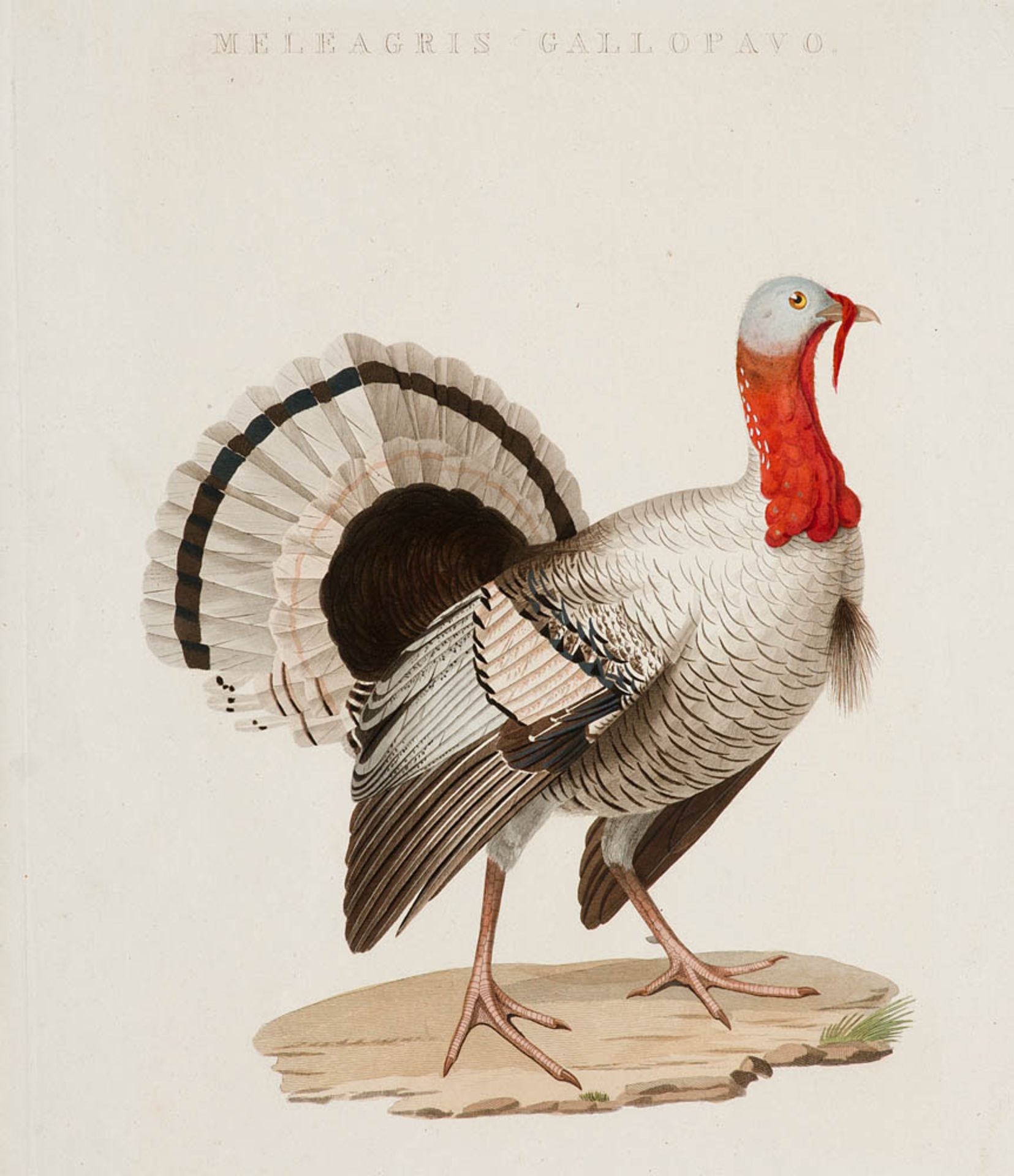 Ornithologie - - Nozeman, Cornelius. Meleagris Gallopavo (Wild Turkey, Truthuhn). o.J. (ca. 1770).