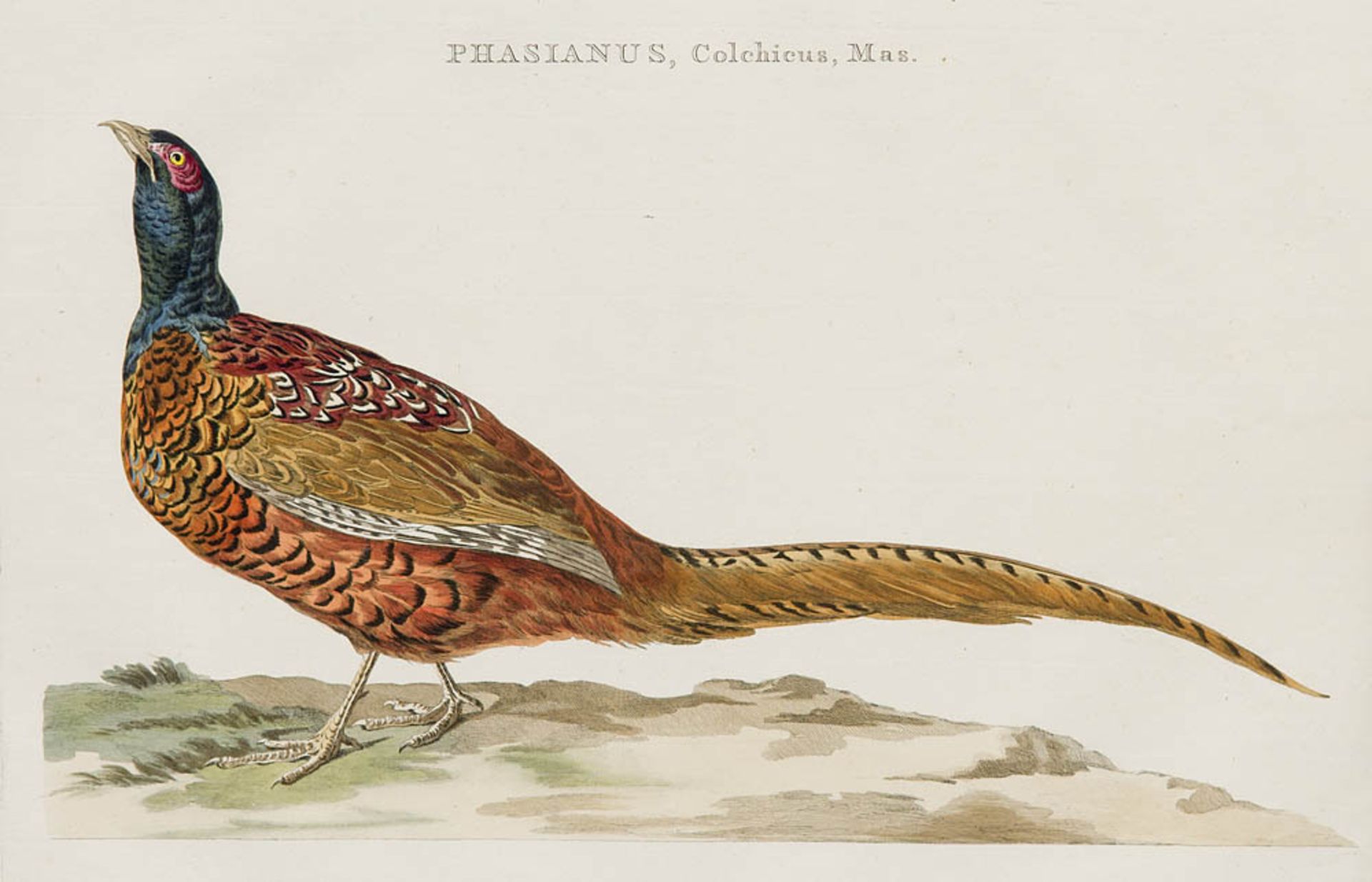 Ornithologie - - Nozeman, Cornelius. Phasianus, Colchicus, Mas. o.J. (ca. 1770). Handkolorierter