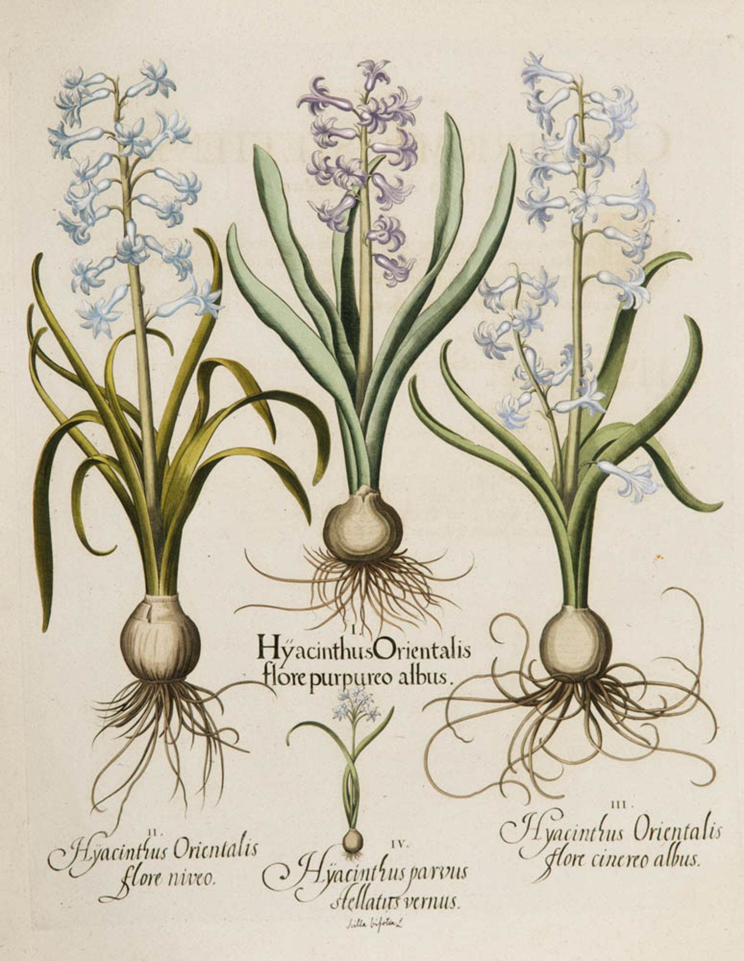 Besler, Basilius. Hyazinthe. I. Hyacinthus Orinetalis flore purporeo albus. II. Hyacinthus