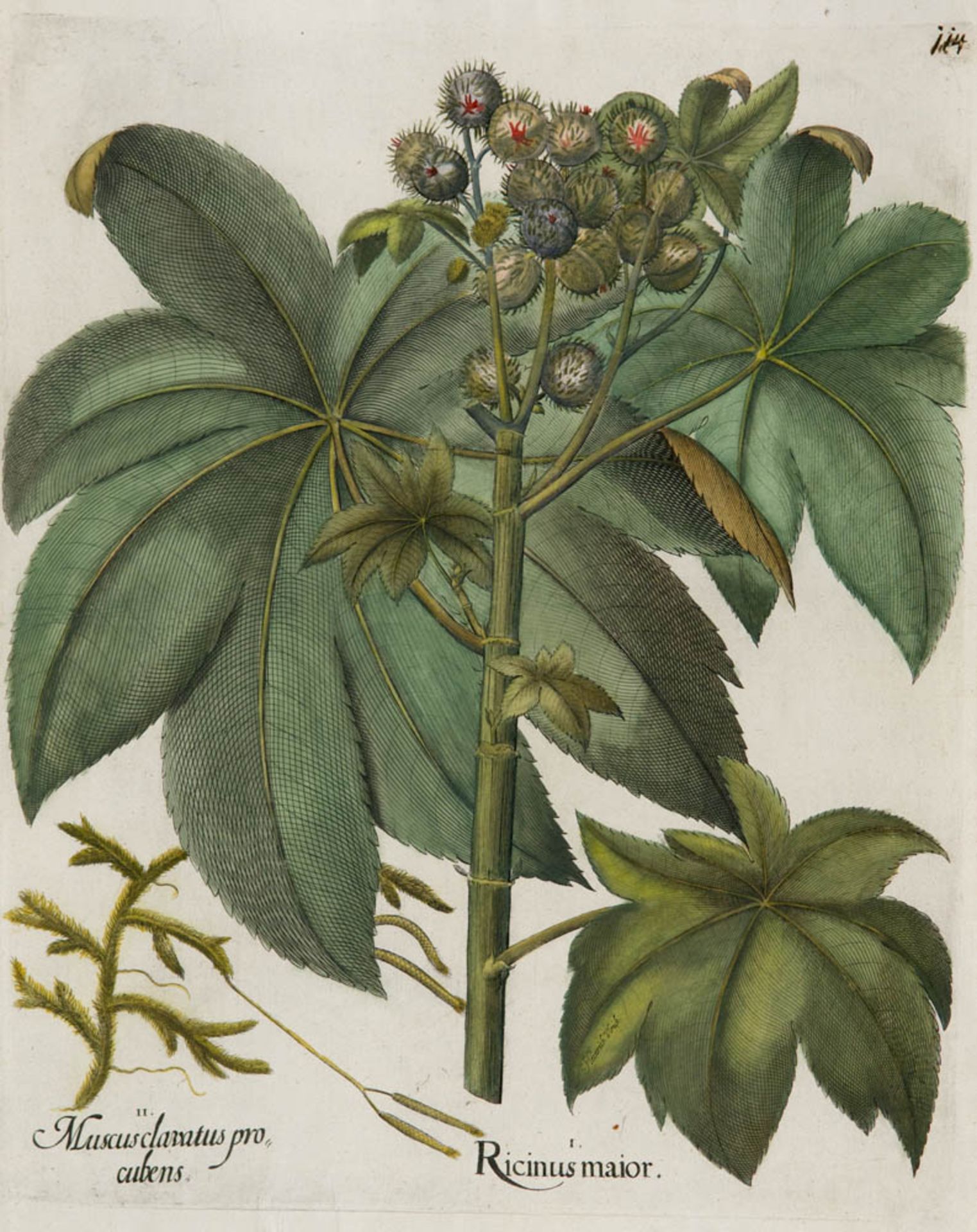 Besler, Basilius. Wunderbaum (Rizinus). I. Ricinus maior. II. Muscus clavatus procubens. Kolorierter