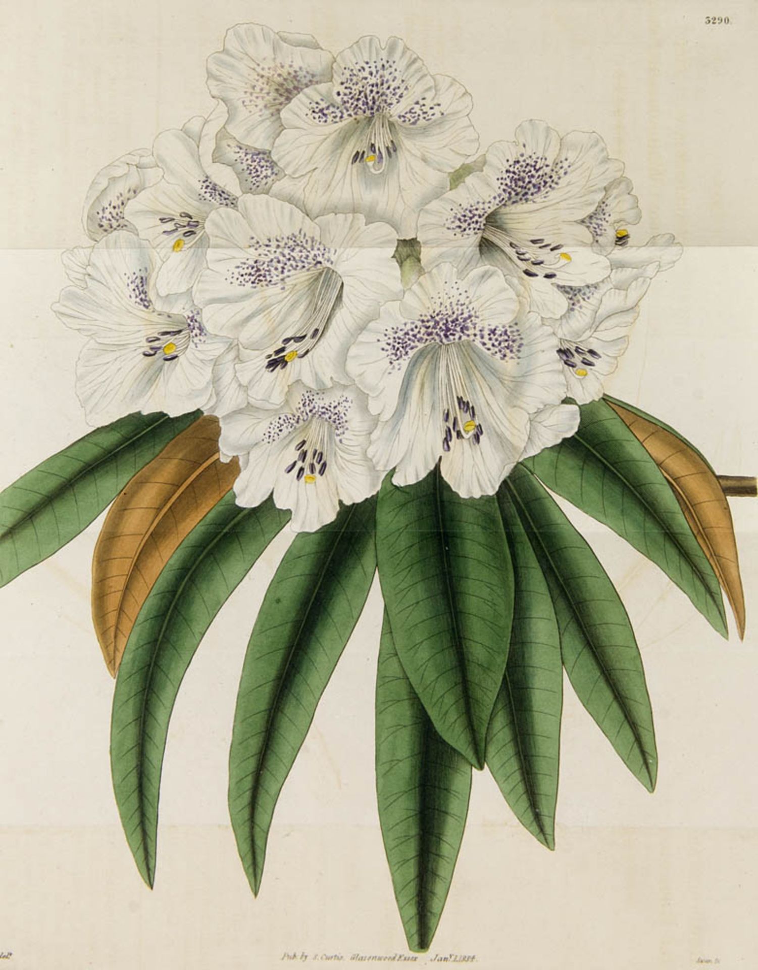 Botanik - - Curtis, Samuel. Botanical Magazine. Or Flower Garden Displayed. New Series Bd. VIII (