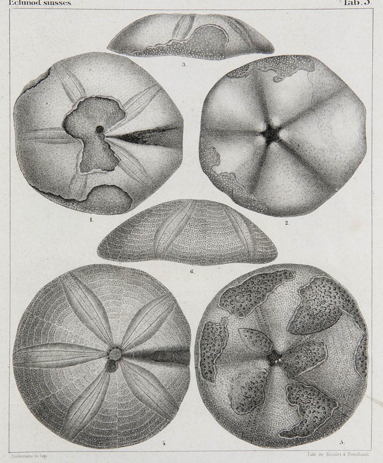 Ichthyologie - - Agassiz, Jean Louis Rodolphe. Description des echinodermes fossiles de la Suisse