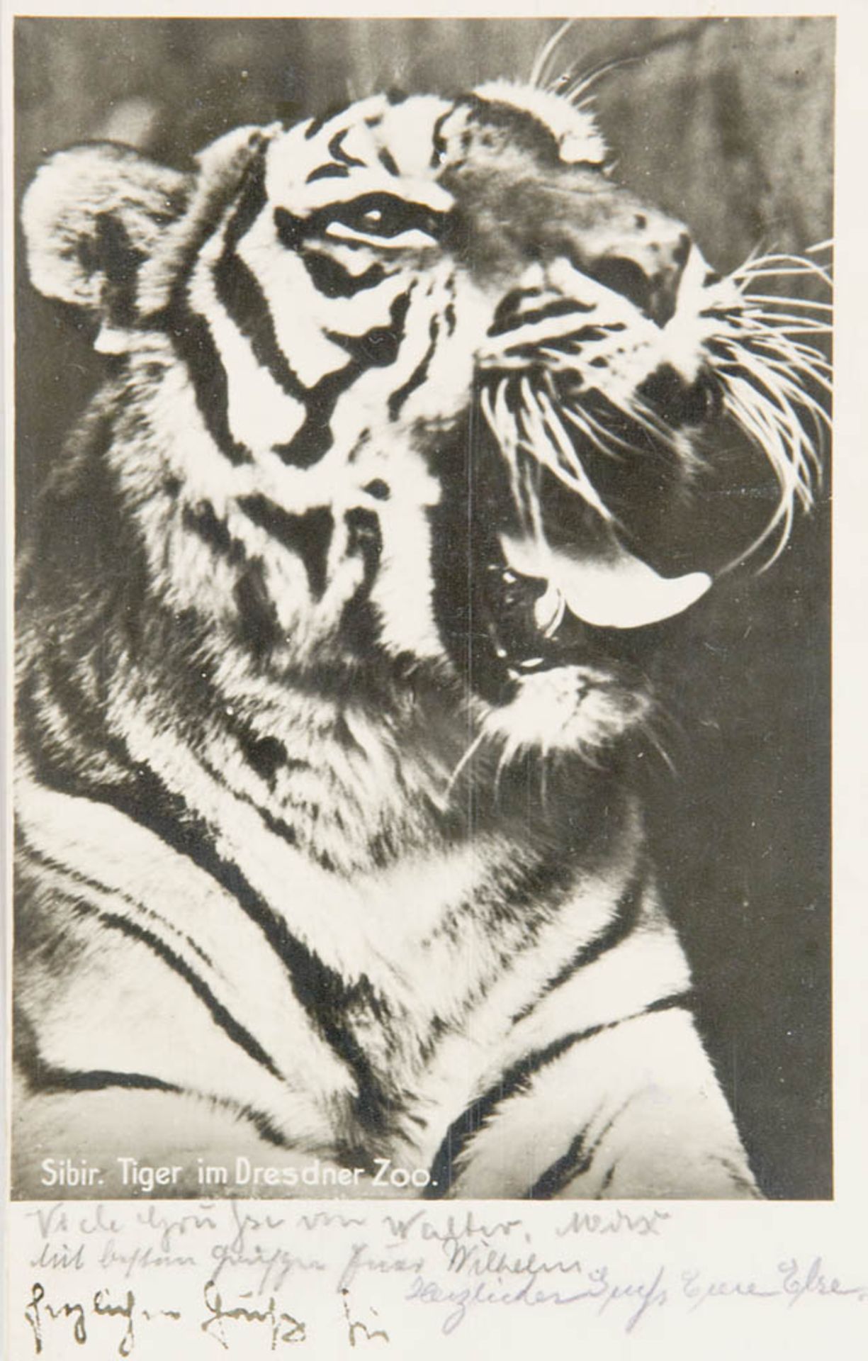 Renger-Patzsch, Albert. Sibirischer Tiger im Dresdner Zoo. Photopostkarte (Vintage,