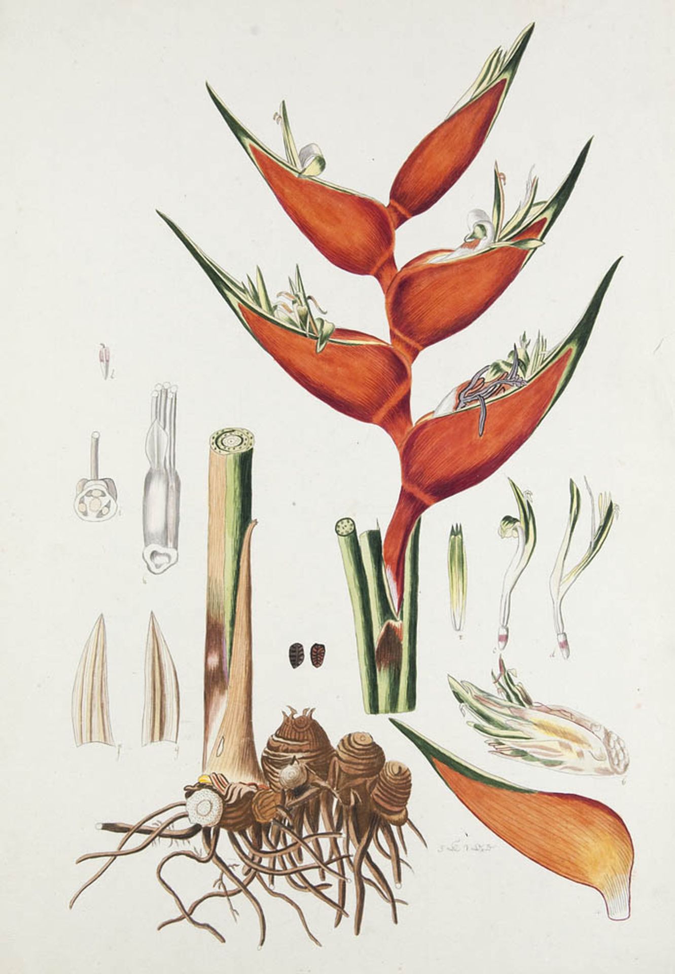Botanik - - 24 handkolorierte Tuschfederzeichnungen von außereuropäischen Blumen bzw. Pflanzen. Um