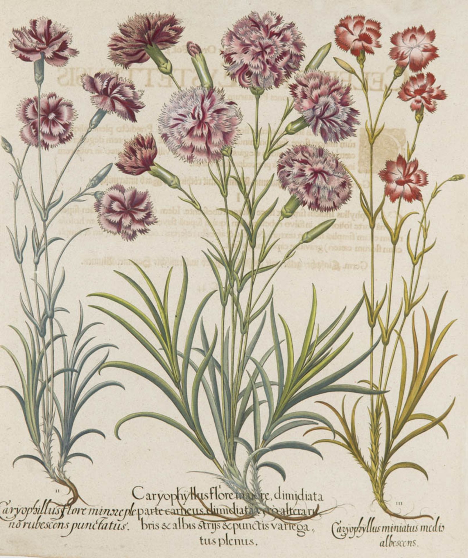 Besler, Basilius. Nelken. I. Caryophyllus flore maiore dimidiata parte carneus. II. Caryophyllus