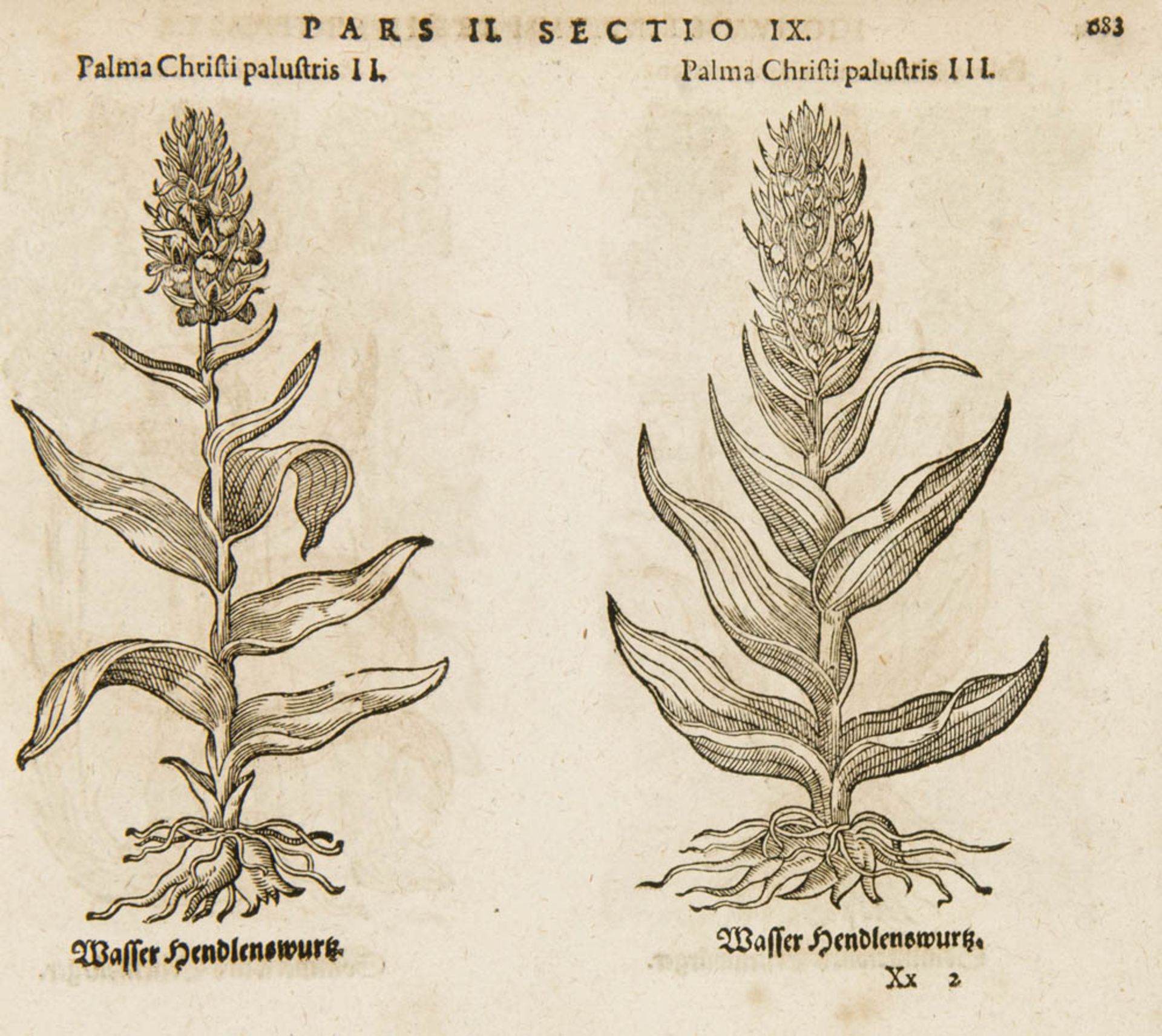 Botanik - - Tabernaemontanus, Jacobus Theodorus. Eicones plantarum seu stirpium, arborum nempe,