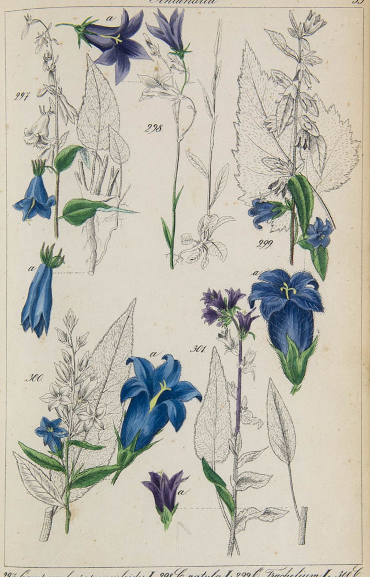 Botanik - - Lorek, Christian Gottlieb. Flora Prussica. Mit 241 teilkolor. lithog. Tafeln mit 1269