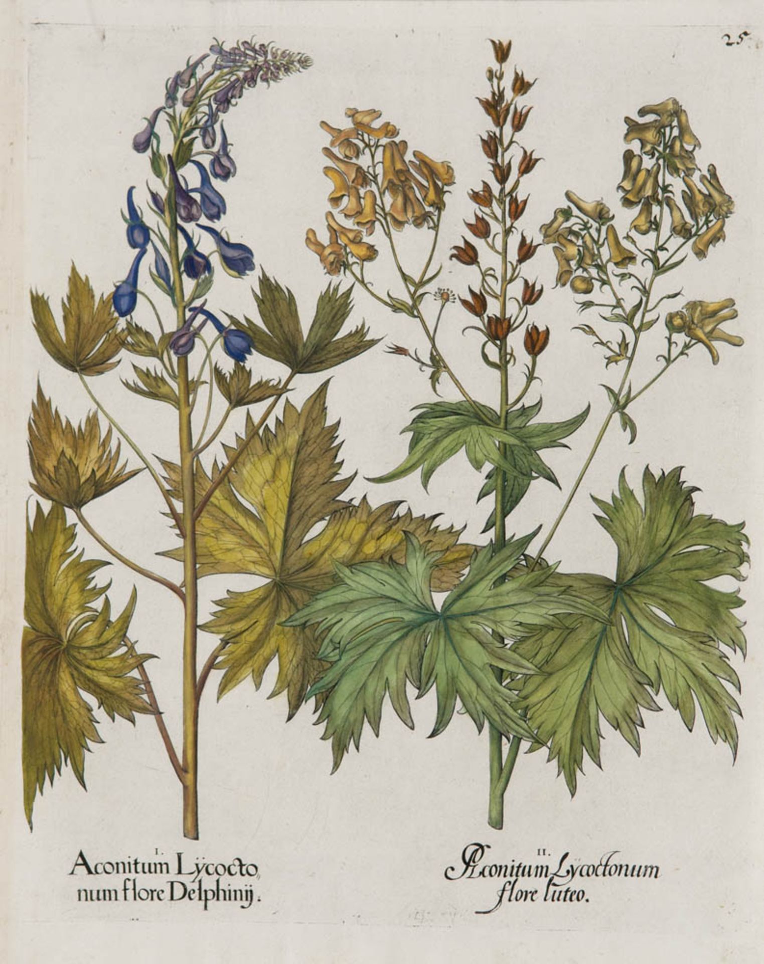 Besler, Basilius. Wolfs-Eisenhut. I. Aconitum Lycoctonum flore Delphinij. II. Aconitum Lycoctonum