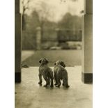 Hein Gorny. Rückansicht zweier Welpen. Vintage. Silbergelatineabzug. Um 1935. Format ca. 23,