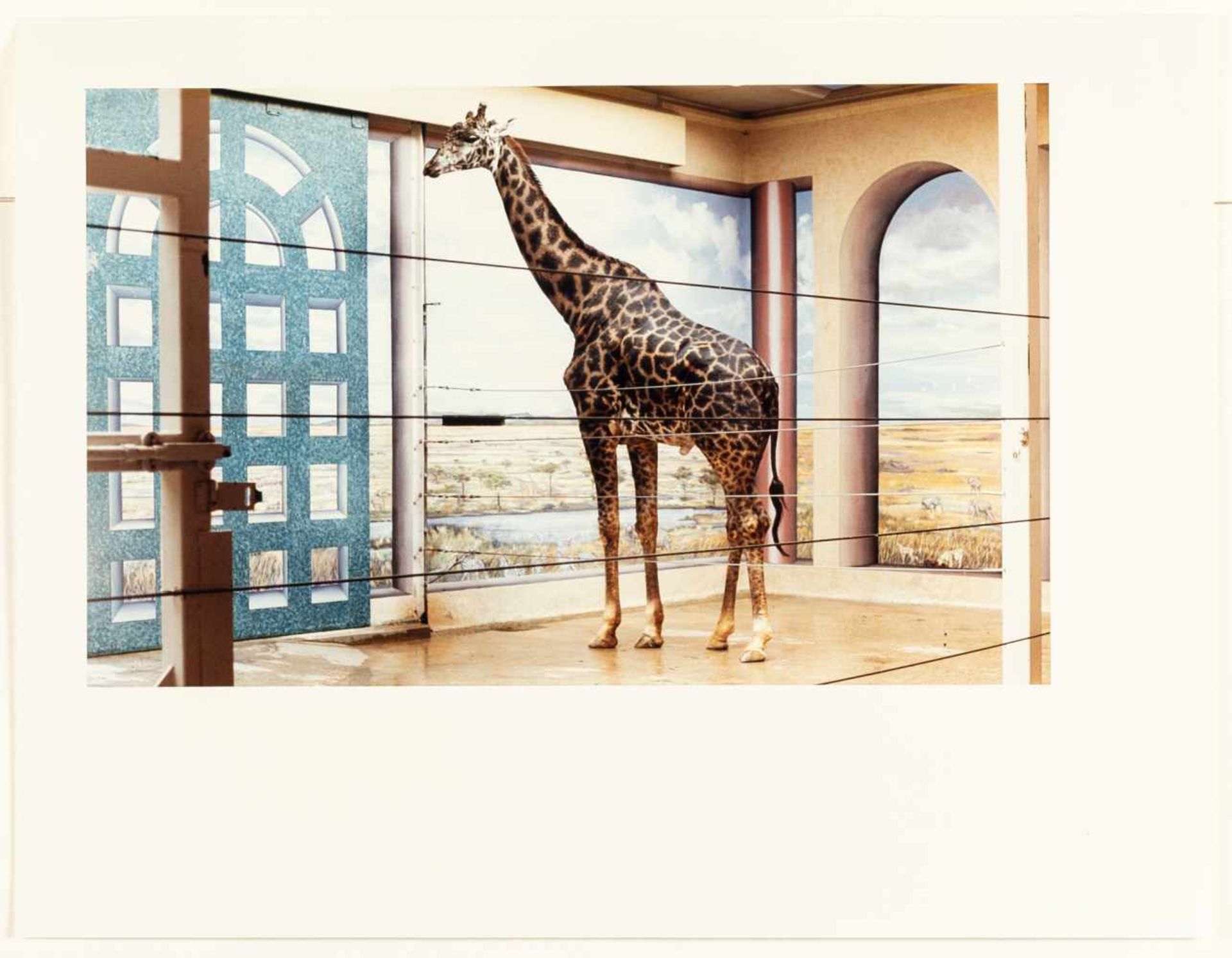Candida Höfer„Zoo Washington DC IV“C-Print auf Kodak-Fotopapier. 1992. Ca. 26 x 41,5 cm (Bl - Image 2 of 3