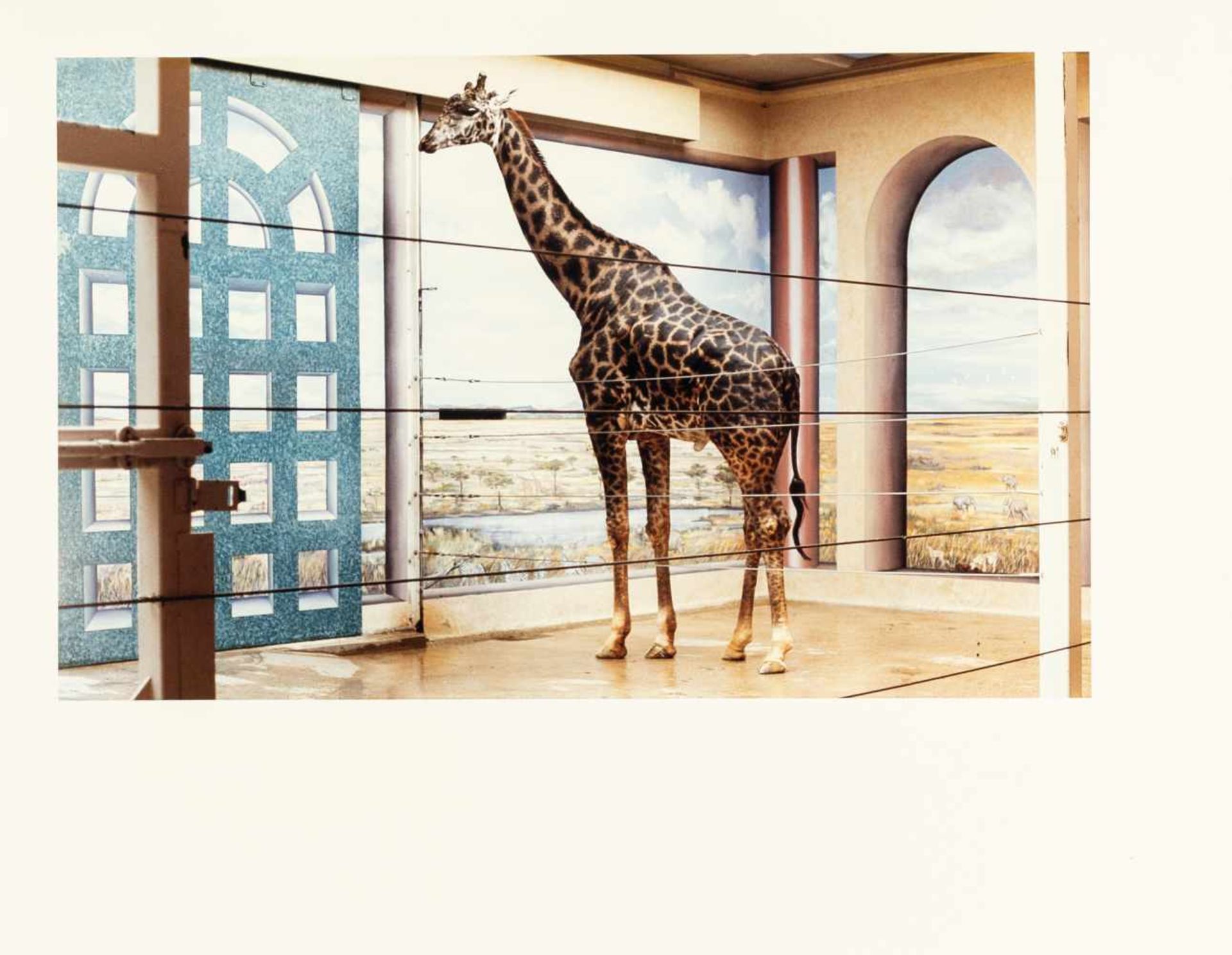 Candida Höfer„Zoo Washington DC IV“C-Print auf Kodak-Fotopapier. 1992. Ca. 26 x 41,5 cm (Bl