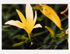 Thomas Struth„Gelbe Lilie“Farbige Fotografie auf Agfa Fotopapier. 1992. Ca. 61 x 48 cm (Bla