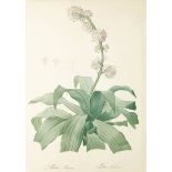 Pierre Joseph Redouté1759 St. Hubert - 1840 Paris - "Epidendrum Aloifolium" - Kupferstich. 54,5 x 36