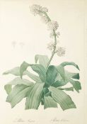 Pierre Joseph Redouté1759 St. Hubert - 1840 Paris - "Epidendrum Aloifolium" - Kupferstich. 54,5 x 36
