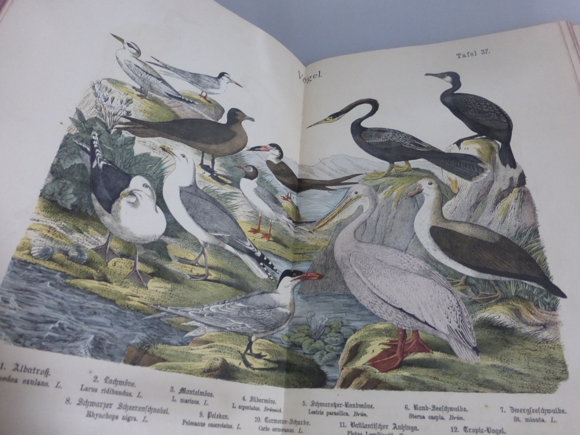 Naturgeschichte des Tierreichs, großer Bilderatlas mit Text für Schule und Haus, 2. Aufl., - Image 2 of 2