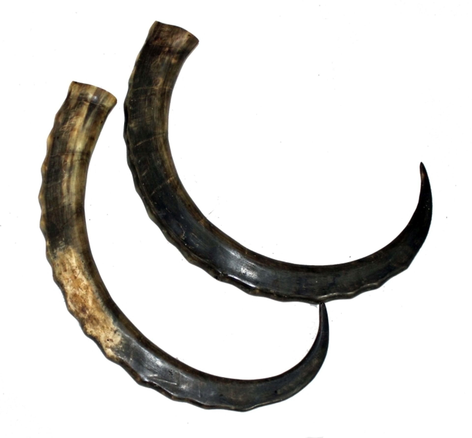 Paar sibirische Steinbock-Hörner Länge 52/55 cm