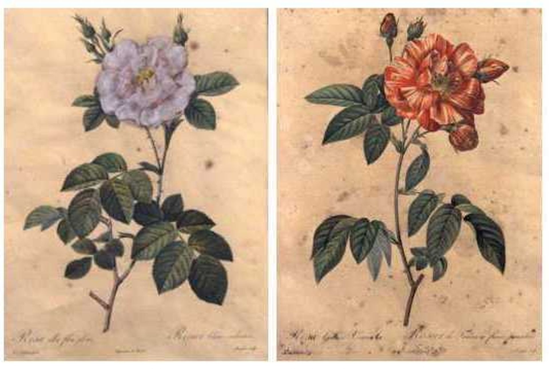 Paar Farbstichtafeln nach Pierre-Joseph Redouté (1759 Saint-Hubert - 1840 Paris) "Rosen", gest.