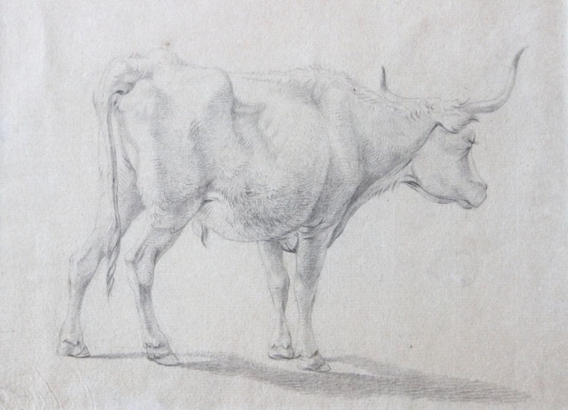 Zeichnung - wohl Italien 18./19.Jahrhundert "Ochse", unsigniert, Bleistift auf Papier, Maße ca.