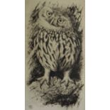 TJ Greenwood, Little Owl, etching, another and fi