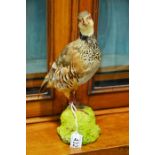 Taxidermy study, Grouse mounted on plaster base, 31