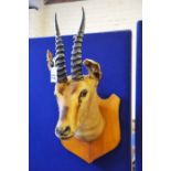 Taxidermy study, Antelope head, on wooden shield.