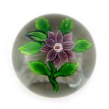 Baccarat, double clematis flower, purple striped petals stardust centre, blue bud, circa 1850, star-