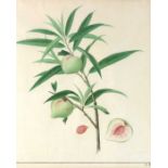 China, a watercolour botanical study of Fruiting Peach Tree Branch