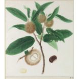 China, a watercolour botanical study of a Fruiting Chestnut Branch