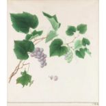 China, a watercolour botanical study of a Grape Plant