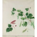 China, a watercolour botanical study of Peas in Pod