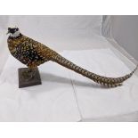 A taxidermy study of a Reeves pheasant