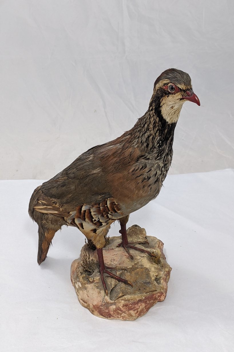 A taxidermy study of a red-legged partridge