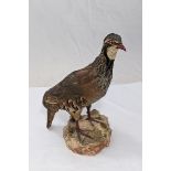 A taxidermy study of a red-legged partridge