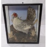 A Victorian taxidermy of an Appenzeller chicken, bearing maker label for H.H.Kew of Lough (Norfolk),