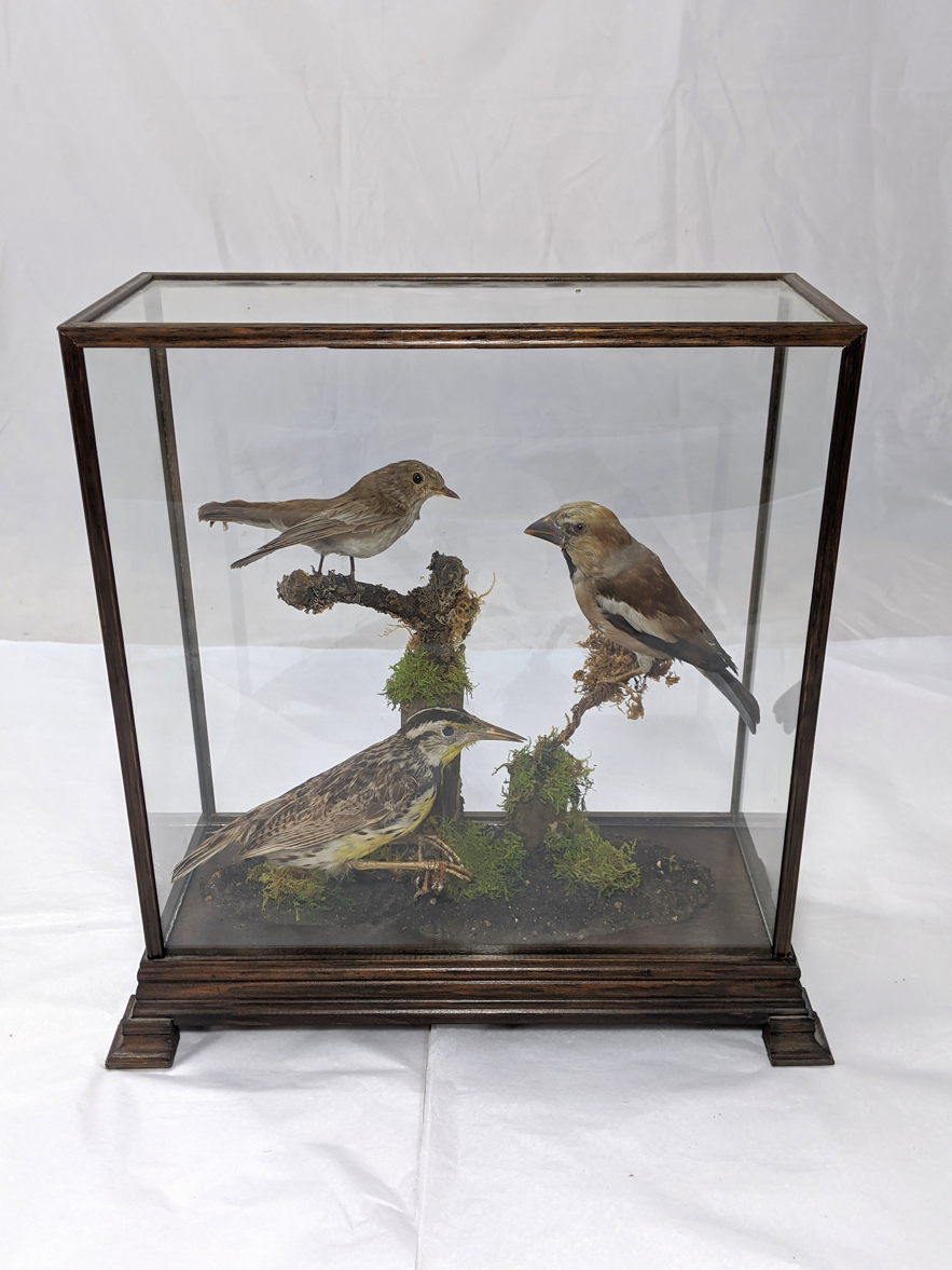 A Victorian taxidermy study of a Nightingale, a female Hawkfinch and a Meadowlarke, glass case, H.