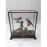 A Victorian taxidermy study of a Nightingale, a female Hawkfinch and a Meadowlarke, glass case, H.