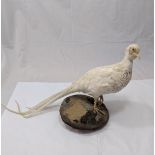 A taxidermy study of an albino pheasant