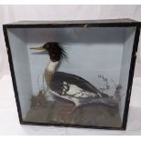 A Victorian taxidermy of a red-breasted Merganser Duck, H.43cm W.47cm D.20cm