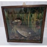 A Victorian taxidermy of an Australian Hardhead Duck, H.46cm W.46cm D.16cm