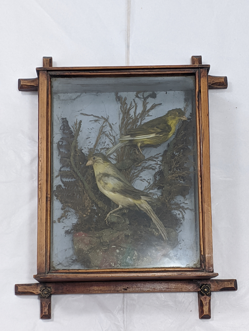 A Victorian cased taxidermy of two Yellow-Finch, H.29cm W.23cm D.10cm