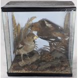 A Victorian taxidermy study of a male and female hawkfinch, H.24cm W.22cm