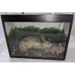 A Victorian taxidermy study of rabbits, H.46cm W.61cm D.27cm