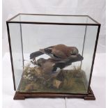 A Victorian taxidermy of two Eurasian Jays, glass case, H.45cm W.44cm D.24cm