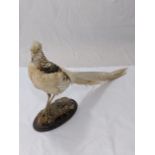 Taxidermy pheasant, possibly a discoloured Golden Pheasant