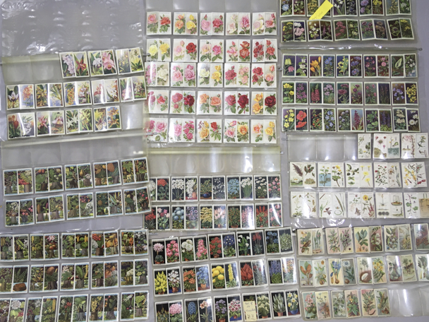 A large quantity of gardening/floral cigarette cards , De Reszke Roses, series of 25, CWS Tyneal