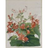 Collection of 10 floral engravings