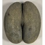 A large Coco de Mer nut, taxidermy interest, L.33cm