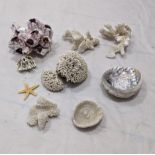 A collection of coral and shells,