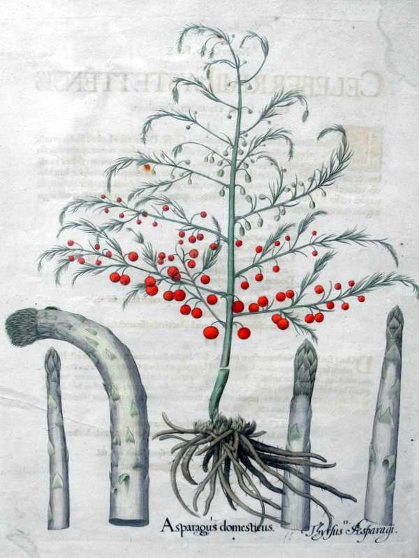 Basilius Besler, 1561 Nürnberg - 1629 ebendaKolorierte Kupferstiche/Papier. Asparagus domesticus und - Bild 2 aus 3