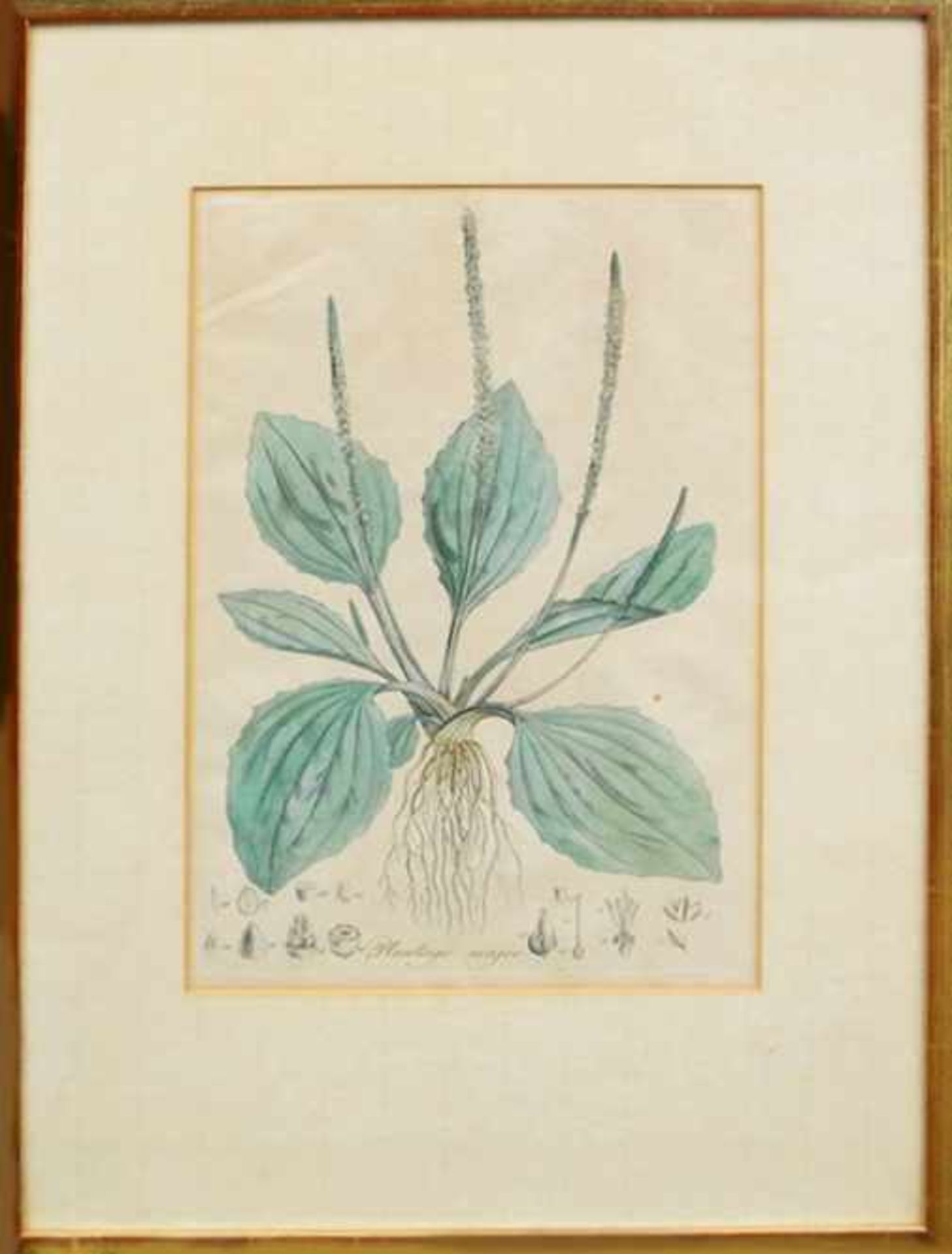 Großer WegerichKolorierter Kupferstich/Papier. Darstellung der krautigen Pflanze mit lateinischer - Bild 2 aus 2